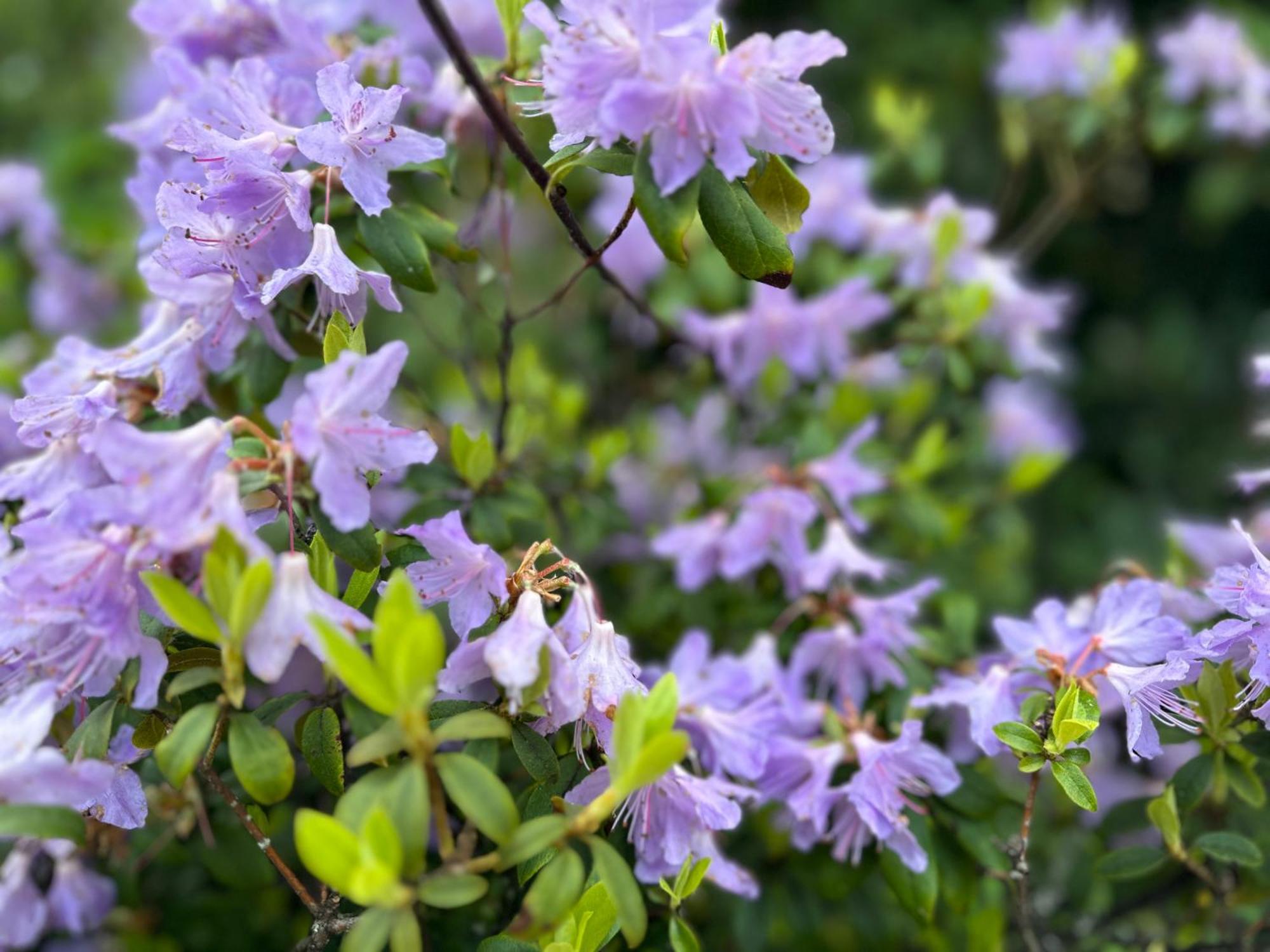 Awakening Alchemy Retreat Centre Bed & Breakfast Inverurie Eksteriør bilde